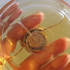 Парфюмерия Casmir от Chopard