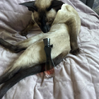 Парфюм Christina Aguilera By Night