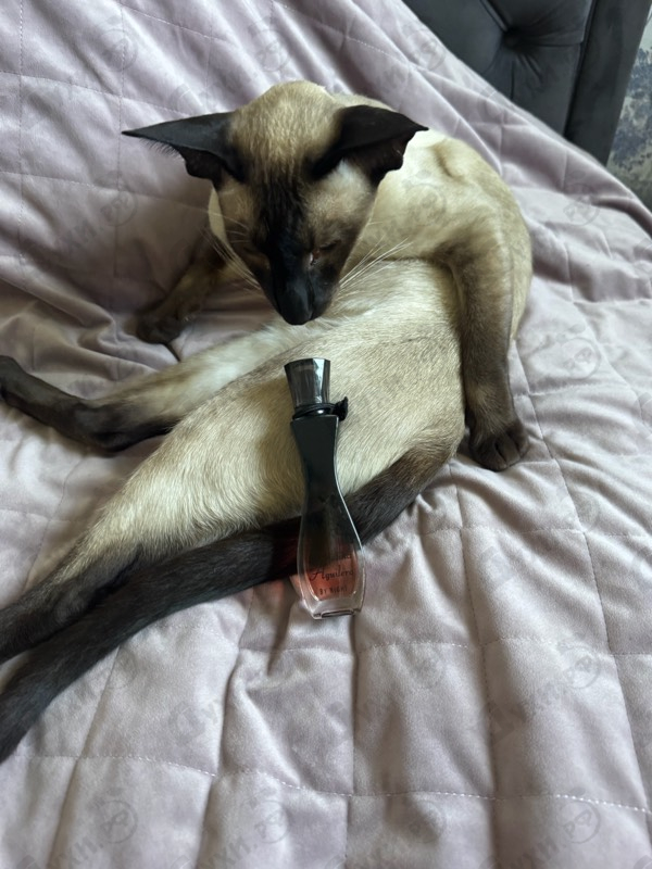 Духи By Night от Christina Aguilera