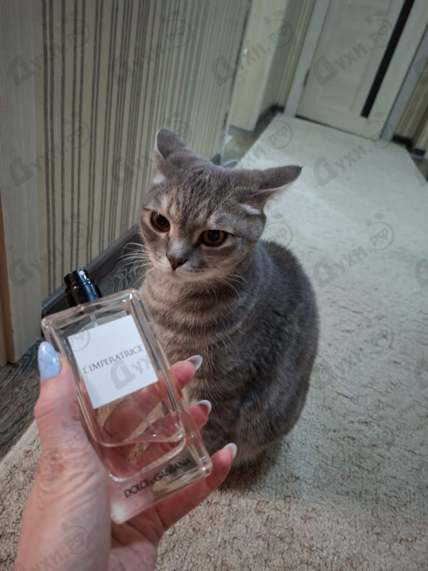Купить 3 L'imperatrice от Dolce & Gabbana