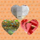 Отзывы Dolce & Gabbana 3 L'imperatrice