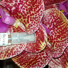 Отзыв Dolce & Gabbana Light Blue