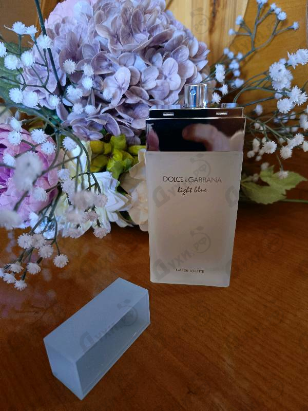 Купить Dolce & Gabbana Light Blue