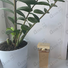 Духи The One от Dolce & Gabbana