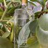 Парфюмерия Green Tea от Elizabeth Arden
