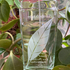 Парфюмерия Elizabeth Arden Green Tea
