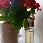 Отзывы Elizabeth Arden Splendor