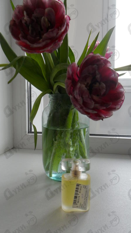 Купить Estee Lauder Pure White Linen Купить Pure White Linen от Estee Lauder