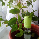 Отзыв Gian Marco Venturi Girl