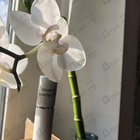 Отзыв Givenchy Amarige