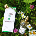 Отзывы Guerlain Aqua Allegoria Herba Fresca