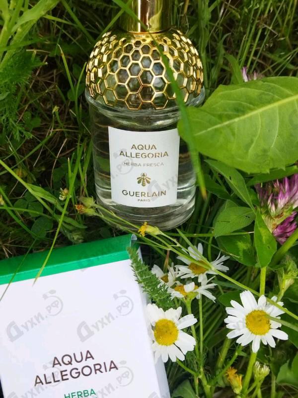 Парфюмерия Aqua Allegoria Herba Fresca от Guerlain
