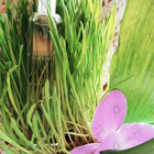 Парфюм Hermes Un Jardin Sur Le Nil