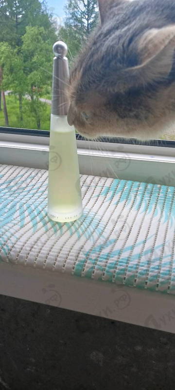 Купить L'eau D'issey от Issey Miyake