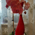 Отзывы Kenzo Amour