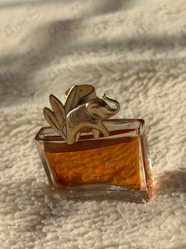 Отзывы Kenzo Jungle L'elephant