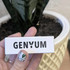 Купить Painter от Genyum