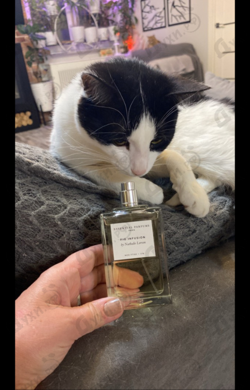Парфюмерия Essential Parfums Fig Infusion