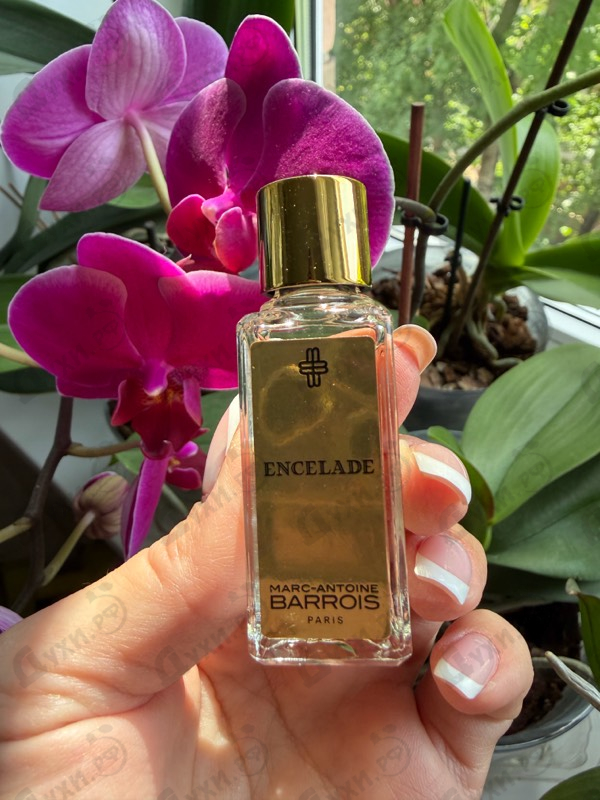 Купить Encelade от Marc-Antoine Barrois