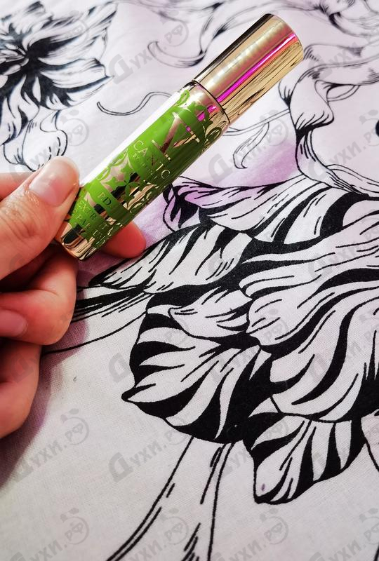 Отзывы V Canto P.D.F Купить P.D.F от V Canto