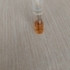 Духи Nirvanesque от Haute Fragrance Company
