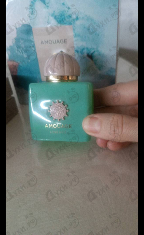 Купить Lineage от Amouage