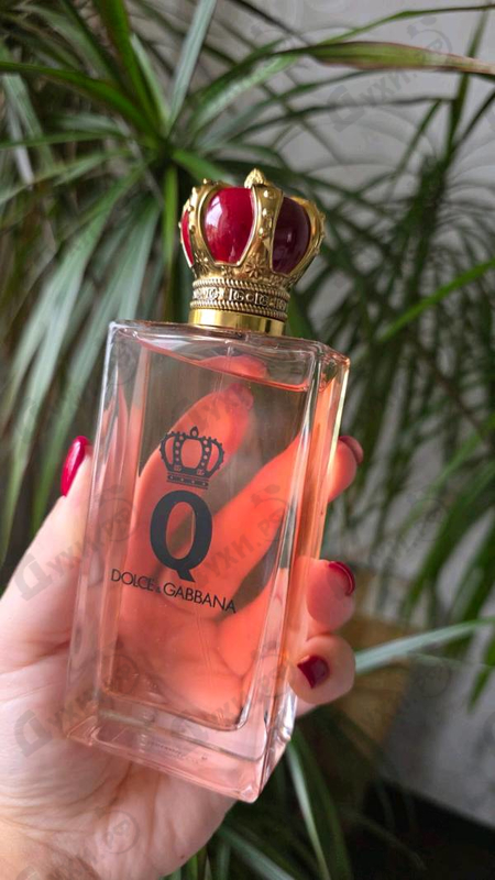Купить Q от Dolce & Gabbana