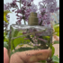 Духи L'Eau D'Issey Eau & Cedre от Issey Miyake