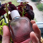 Отзыв Lacoste L.12.12. Rose Eau Intense