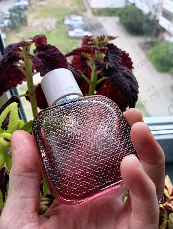 Парфюмерия L.12.12. Rose Eau Intense от Lacoste