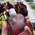 Парфюмерия L.12.12. Rose Eau Intense от Lacoste