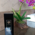 Духи Amore Caffe от Mancera