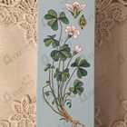 Отзыв Brocard Ароматы Природы Ландыш и Кукушкин Клевер