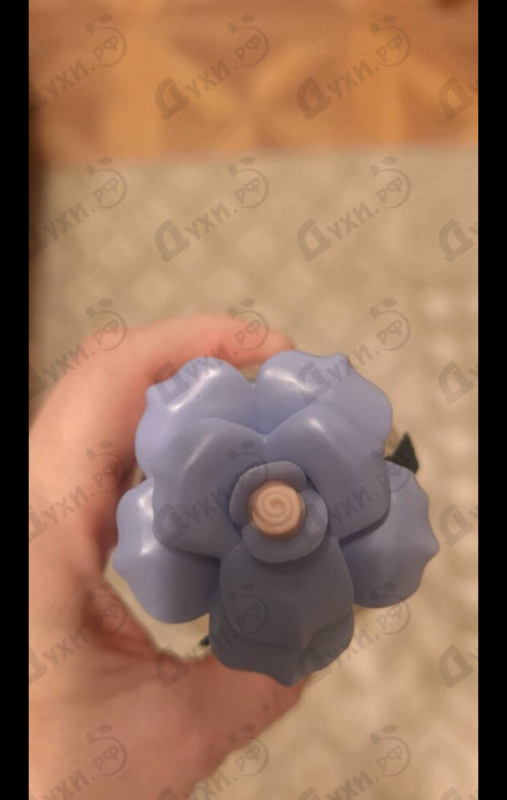 Купить Dolce Blue Jasmine от Dolce & Gabbana