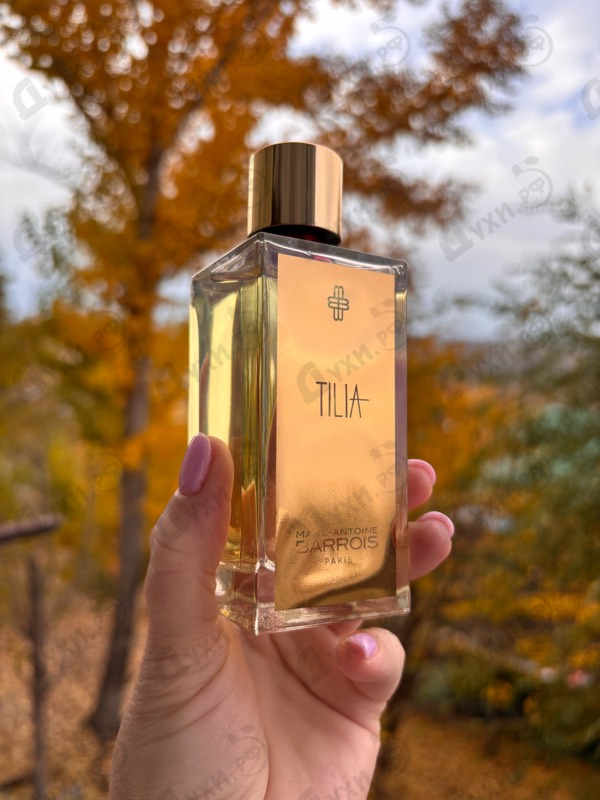 Купить Tilia от Marc-Antoine Barrois