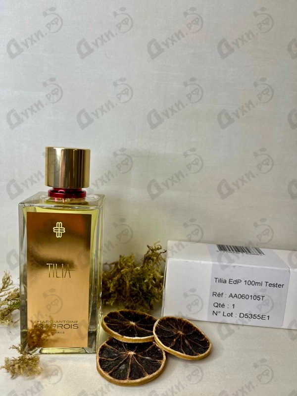 Купить Tilia от Marc-Antoine Barrois