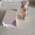 Купить Lattafa Perfumes Teriaq