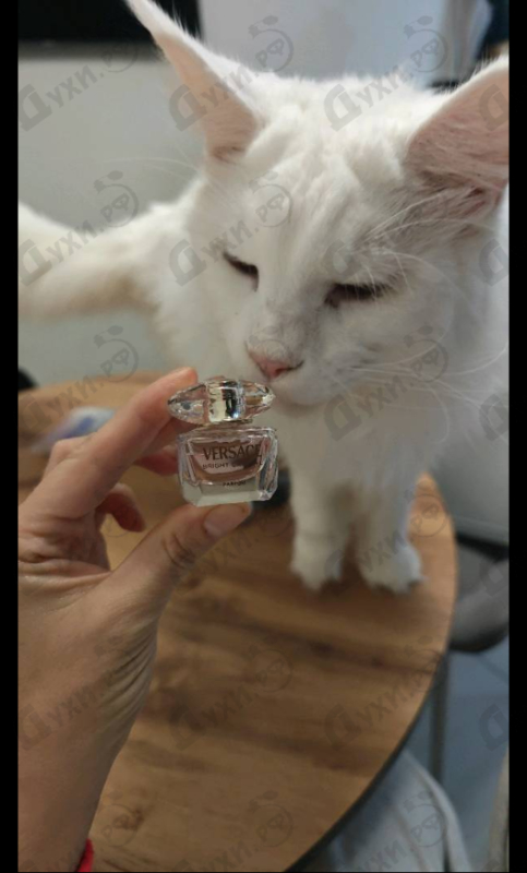 Купить Bright Crystal Parfum от Versace