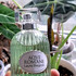Купить Laura Biagiotti Divinum Ficus
