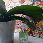 Отзыв Laura Biagiotti Divinum Ficus