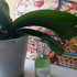 Духи Laura Biagiotti Divinum Ficus Духи Divinum Ficus от Laura Biagiotti