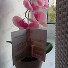 Отзывы Givenchy Irresistible Nude Velvet