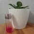 Купить Touch Of Pink от Lacoste