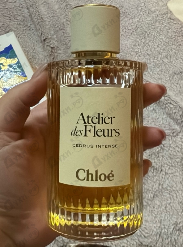 Купить Cedrus Intense от Chloe