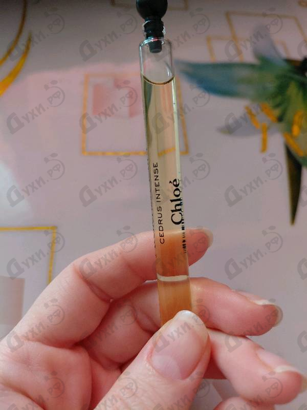 Купить Cedrus Intense от Chloe