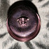 Духи Dylan Blush Pink от Versace