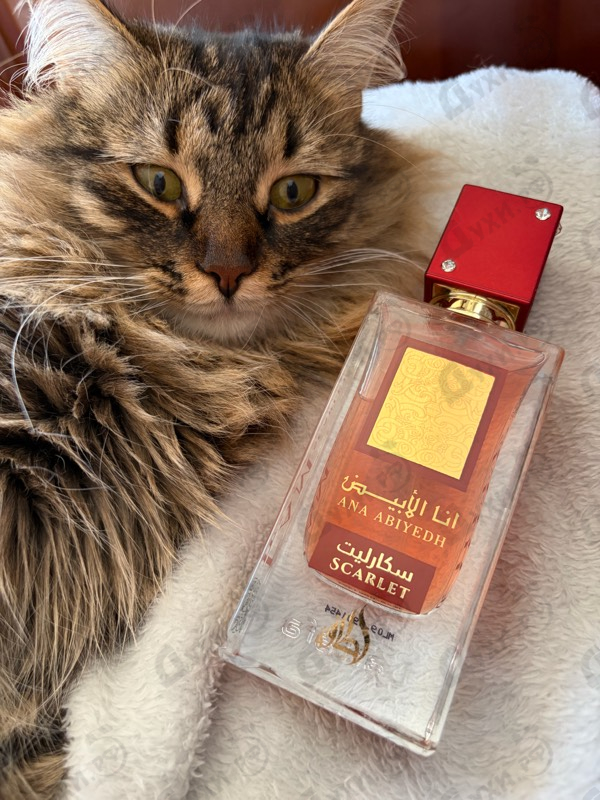 Купить Ana Abiyedh Scarlet от Lattafa Perfumes