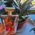 Парфюмерия Poeme от Lancome