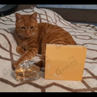 Духи Suu от Masaki Matsushima