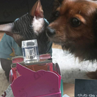 Отзыв Matthew Williamson Women